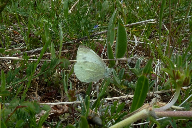 Maschio di Pieris ergane